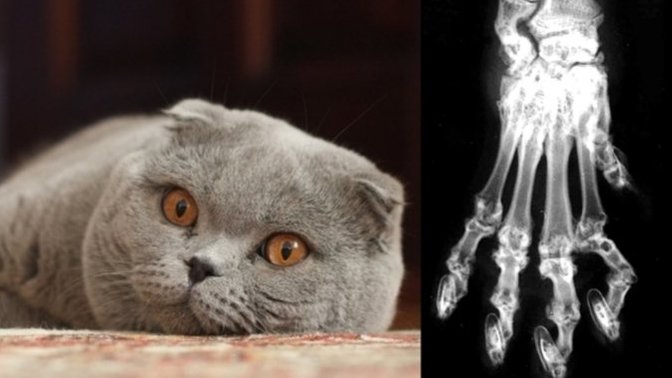 Scottish Fold Irkının Doğuştan Hasta ve Bozuk Genetiğe Sahip Olduklarını Biliyor Muydunuz?