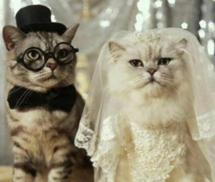Kedi̇ler Hakkında Bi̇lmedi̇ği̇ni̇z 20 İlgi̇nç Bi̇lgi̇