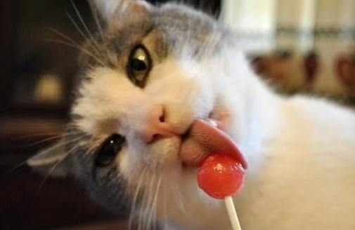 Kedi̇ler Hakkında Bi̇lmedi̇ği̇ni̇z 20 İlgi̇nç Bi̇lgi̇