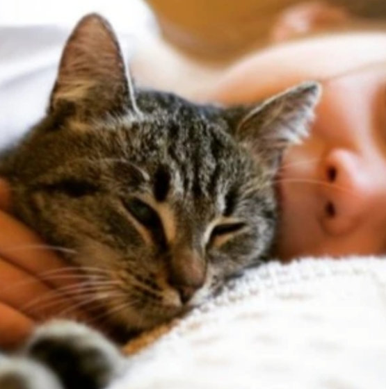 Kedi̇ler Hakkında Bi̇lmedi̇ği̇ni̇z 20 İlgi̇nç Bi̇lgi̇