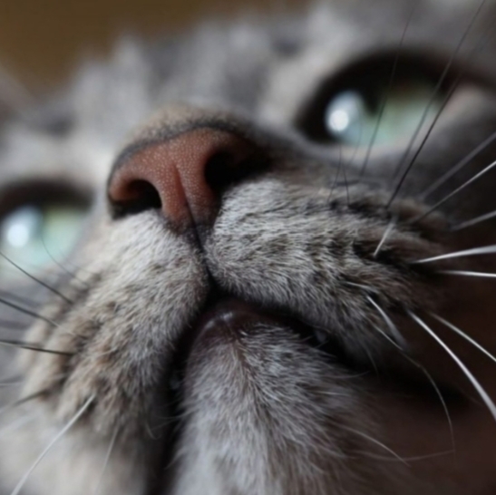Kedi̇ler Hakkında Bi̇lmedi̇ği̇ni̇z 20 İlgi̇nç Bi̇lgi̇