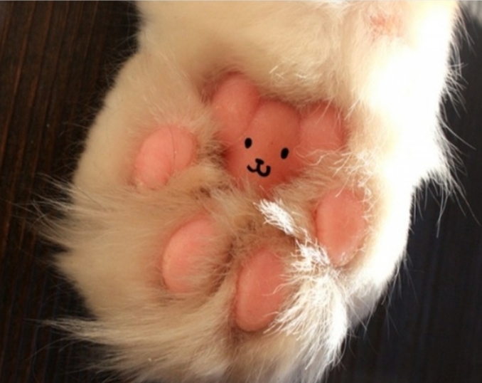 Kedi̇ler Hakkında Bi̇lmedi̇ği̇ni̇z 20 İlgi̇nç Bi̇lgi̇
