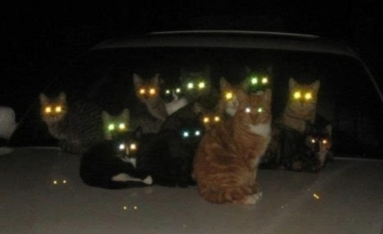 Kedi̇ler Hakkında Bi̇lmedi̇ği̇ni̇z 20 İlgi̇nç Bi̇lgi̇