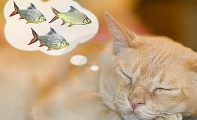 Kedi̇ler Hakkında Bi̇lmedi̇ği̇ni̇z 20 İlgi̇nç Bi̇lgi̇