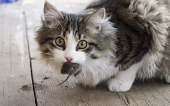 Kedi̇ler Hakkında Bi̇lmedi̇ği̇ni̇z 20 İlgi̇nç Bi̇lgi̇