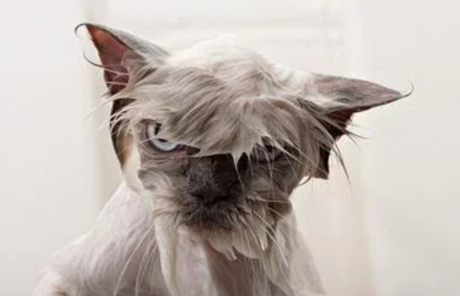 Kedi̇ler Hakkında Bi̇lmedi̇ği̇ni̇z 20 İlgi̇nç Bi̇lgi̇