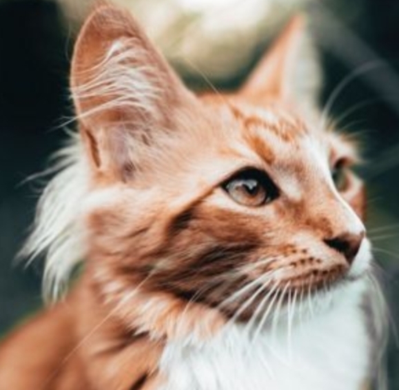 Kedi̇ler Hakkında Bi̇lmedi̇ği̇ni̇z 20 İlgi̇nç Bi̇lgi̇