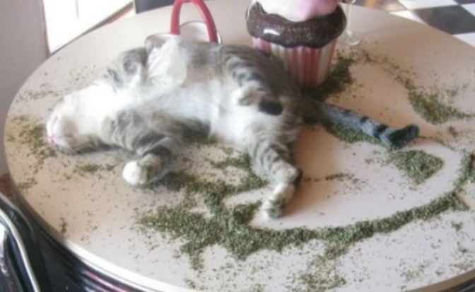 Kedi̇ler Hakkında Bi̇lmedi̇ği̇ni̇z 20 İlgi̇nç Bi̇lgi̇