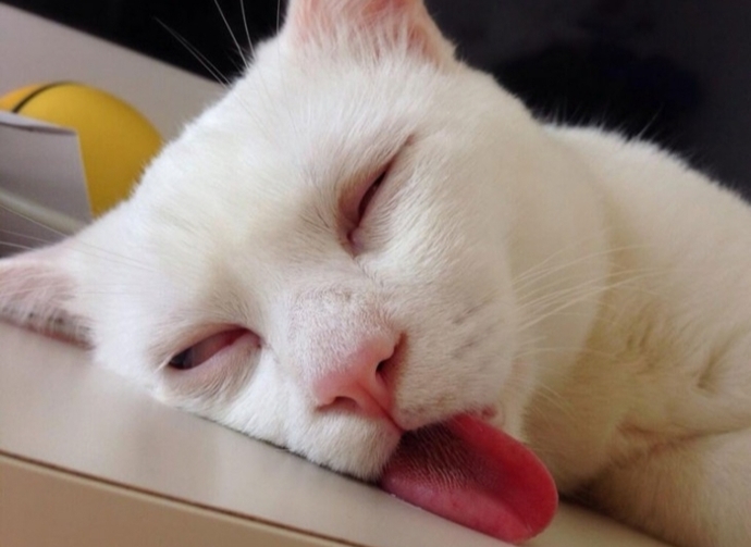 Kedi̇ler Hakkında Bi̇lmedi̇ği̇ni̇z 20 İlgi̇nç Bi̇lgi̇
