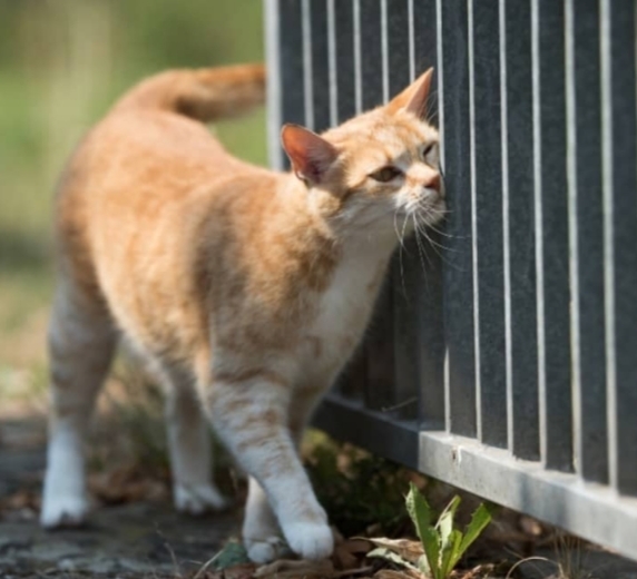 Kedi̇ler Hakkında Bi̇lmedi̇ği̇ni̇z 20 İlgi̇nç Bi̇lgi̇