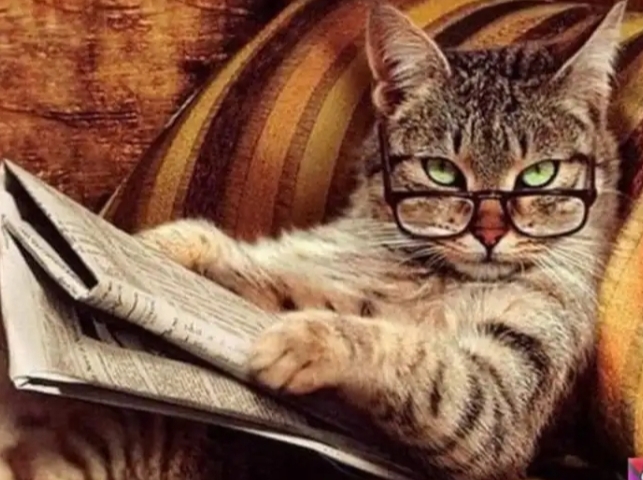 Kedi̇ler Hakkında Bi̇lmedi̇ği̇ni̇z 20 İlgi̇nç Bi̇lgi̇
