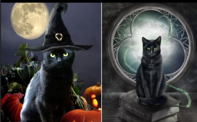 Kedi̇ler Hakkında Bi̇lmedi̇ği̇ni̇z 20 İlgi̇nç Bi̇lgi̇
