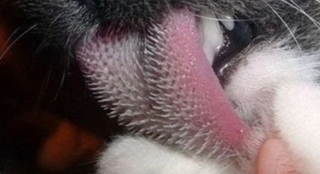 Kedi̇ler Hakkında Bi̇lmedi̇ği̇ni̇z 20 İlgi̇nç Bi̇lgi̇