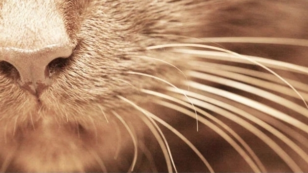 Kedi̇ler Hakkında Bi̇lmedi̇ği̇ni̇z 20 İlgi̇nç Bi̇lgi̇