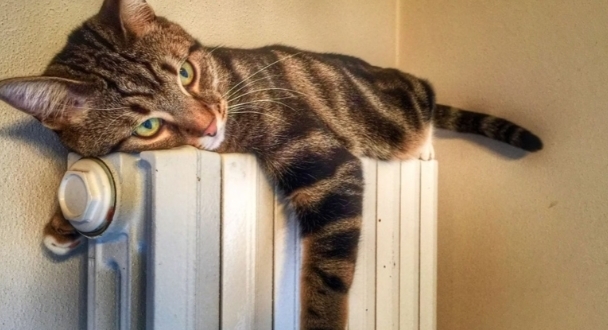 Kedi̇ler Hakkında Bi̇lmedi̇ği̇ni̇z 20 İlgi̇nç Bi̇lgi̇