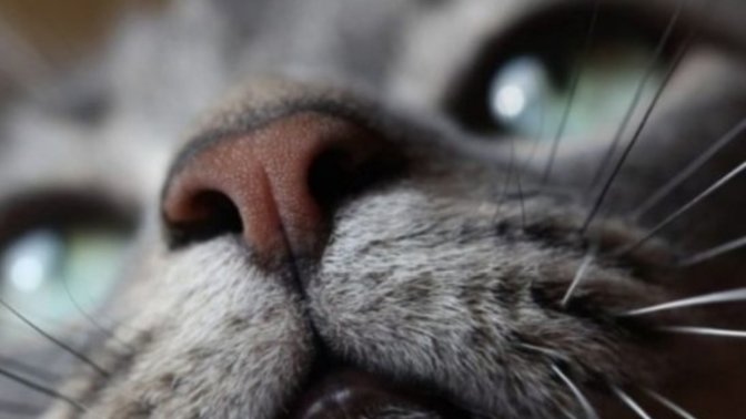 Kedi̇ler Hakkında Bi̇lmedi̇ği̇ni̇z 20 İlgi̇nç Bi̇lgi̇