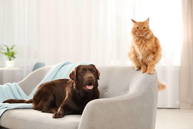 Pet Dilinde Bakım: Puffy Love! Peki Neden Puffy Love?