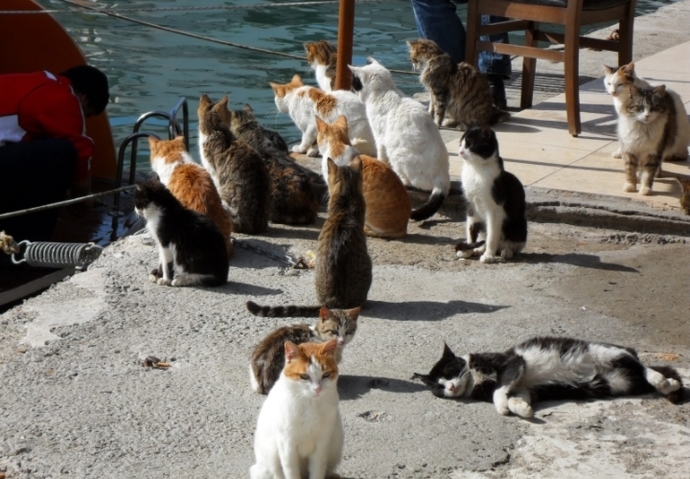 Kedinizi Ne Zaman Kısırlaştırmalısınız?