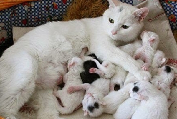 Kedi̇lerde Doğumdan Sonra Oluşabi̇lecek Hastalıklar