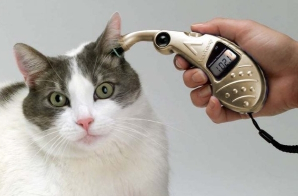 Kedi̇lerde Doğumdan Sonra Oluşabi̇lecek Hastalıklar