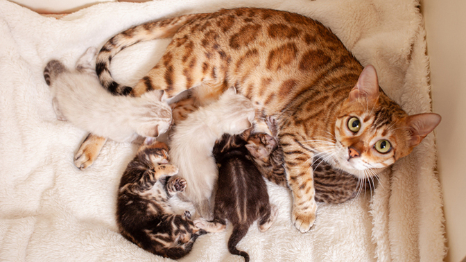 Kedi̇lerde Doğumdan Sonra Oluşabi̇lecek Hastalıklar