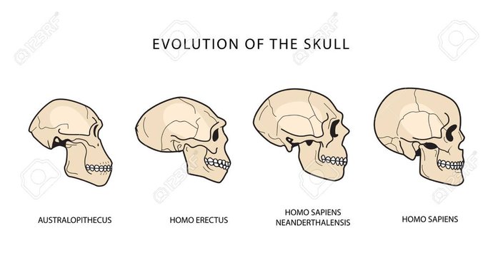 İlk Atalarımızı Tanıyalım: Primattan Homo Sapiense