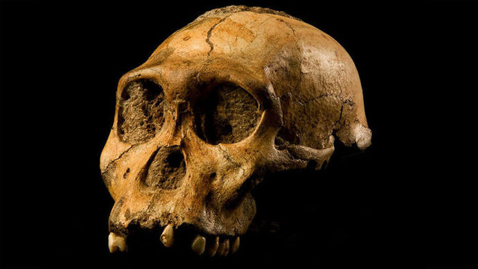 İlk Atalarımızı Tanıyalım: Primattan Homo Sapiense