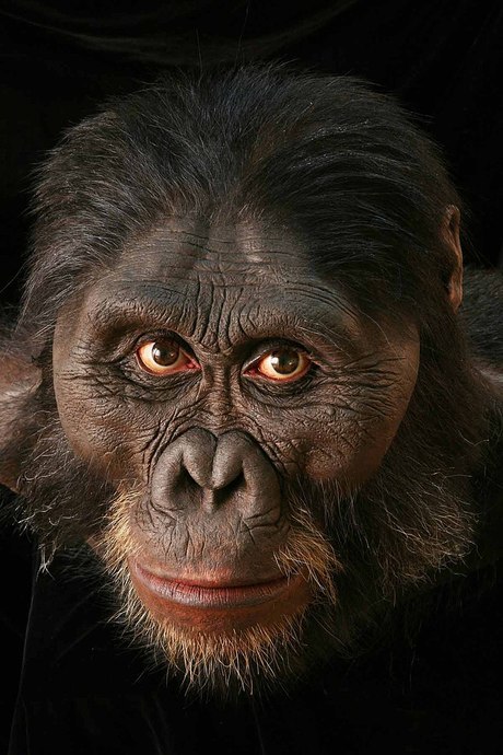İlk Atalarımızı Tanıyalım: Primattan Homo Sapiense