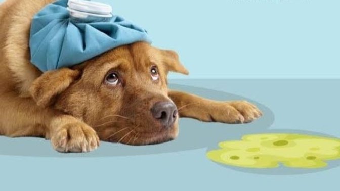 Köpek Dostlarımız Neden Kusar?