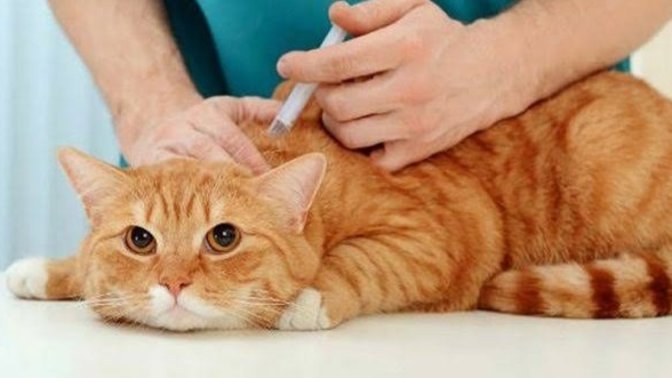 Yeni Sahiplendiğiniz Kediniz İçin Aşı Takvimi Oluşturdunuz mu?