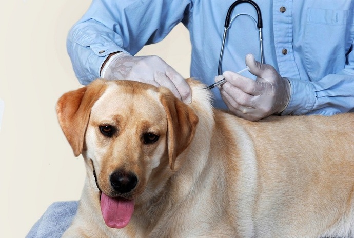 Köpek Dostlarımıza Aşı Yapmamız Önemli Mi?