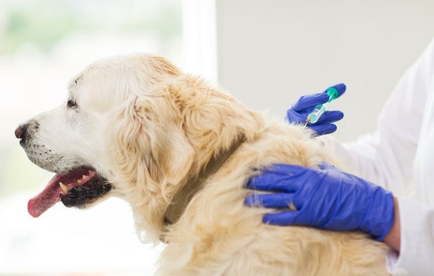 Köpek Dostlarımıza Aşı Yapmamız Önemli Mi?