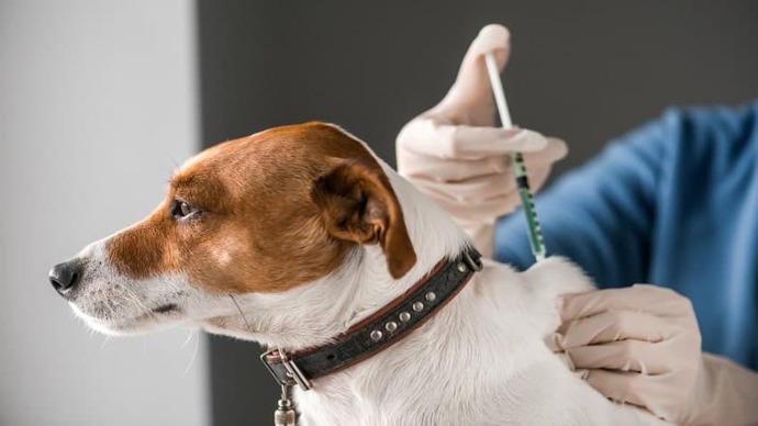 Köpek Dostlarımıza Aşı Yapmamız Önemli Mi?
