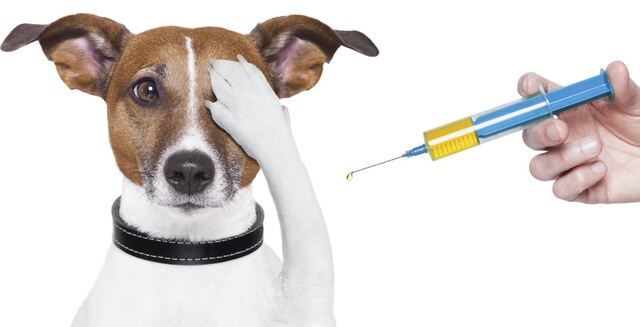 Köpek Dostlarımıza Aşı Yapmamız Önemli Mi?