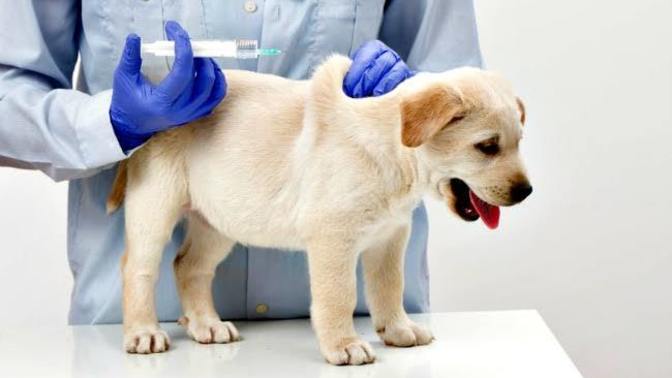 Köpek Dostlarımıza Aşı Yapmamız Önemli Mi?