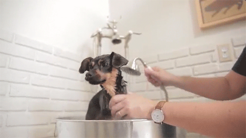 Onların cilt pH’ına uygun şampuanlar ve kötü kokuyu hapseden kedi kumları onları çok mutlu edecek! 🚿