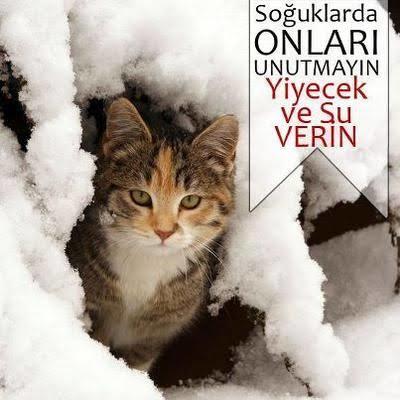 Kış Aylarında Sokak Hayvanları Donar Mı?