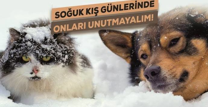 Kış Aylarında Sokak Hayvanları Donar Mı?
