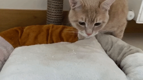 Kedi Camiasının Ünlü İsmi Uzi Puffy Love Ürünlerini Deniyor!🐱🌟