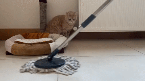 O koku da ne? 😼