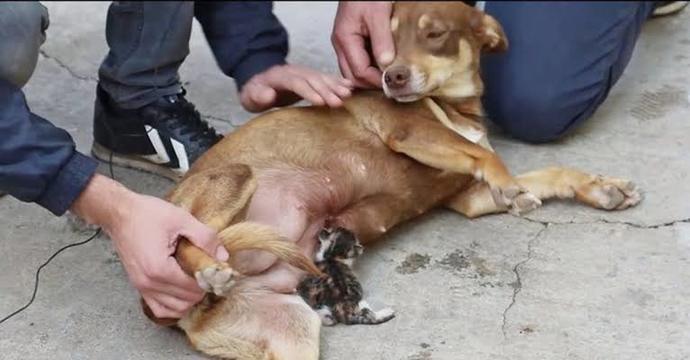 Kedi Yavruları Köpeğin Sütünü İçebilir Mi?