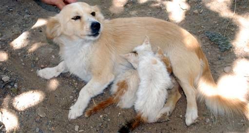 Kedi Yavruları Köpeğin Sütünü İçebilir Mi?