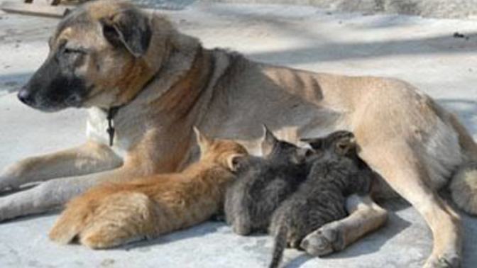 Kedi Yavruları Köpeğin Sütünü İçebilir Mi?