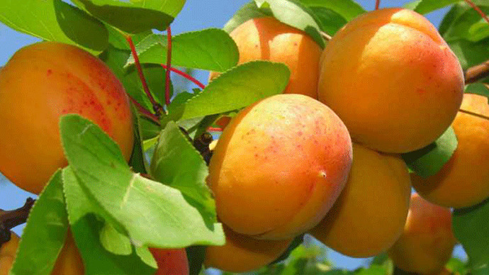 Apricot