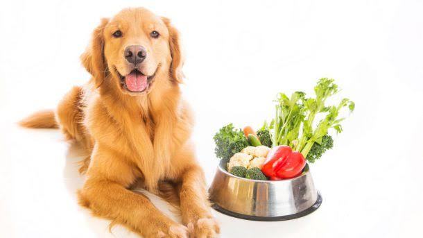 Köpek Dostunuza Mama Alırken Dikkat Etmeniz Gerekenleri Biliyor Musunuz?