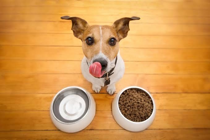 Köpek Dostunuza Mama Alırken Dikkat Etmeniz Gerekenleri Biliyor Musunuz?