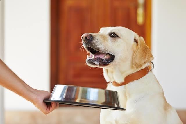 Köpek Dostunuza Mama Alırken Dikkat Etmeniz Gerekenleri Biliyor Musunuz?