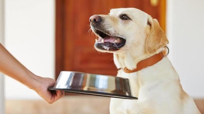 Köpek Dostunuza Mama Alırken Dikkat Etmeniz Gerekenleri Biliyor Musunuz?