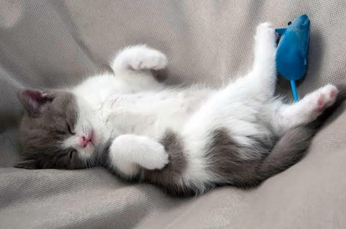 Kedi Dostlarımız Uykularında Rüya Görebilirler Mi?