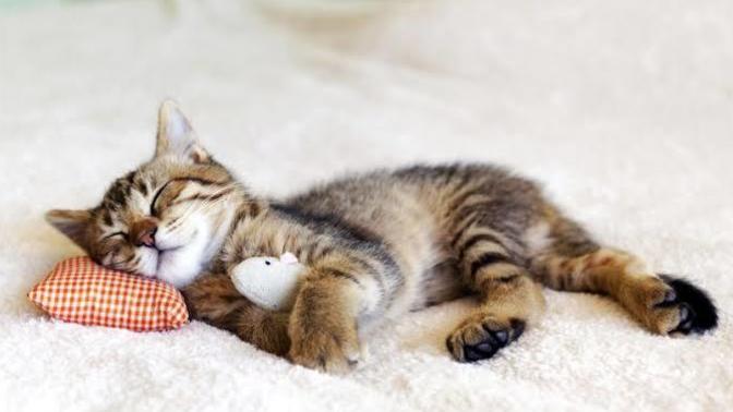 Kedi Dostlarımız Uykularında Rüya Görebilirler Mi?